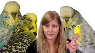 Why English Budgies have a shorter life span compared to regular sized Budgies