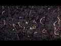 toxic hammerhead worm not actually a bad thing for georgia here s why