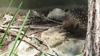 Echidna walking