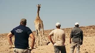 Faces2Hearts in NAMIBIA: Scientists are trying to get Angolan giraffes back home!