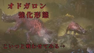 【MHW実況】強化形態のオドガロンと戦闘！縄張り争いも変わるか検証してみた！