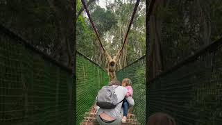 Gibbon swings over family while crossing a bridge