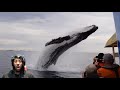 Whale jumps out of nowhere during sight seeing tour. **REACTION**