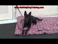 how to train a dog to take treats nicely k9 1.com