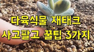 ★다육식물 초보자 재태크 사고팔고 팁3가지 ★fleshy plant Financial Technology