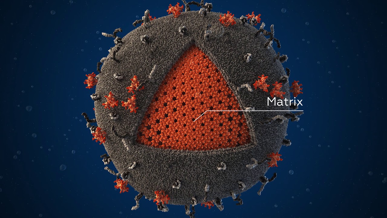 Hiv Scientifically Accurate 3d Model Youtube