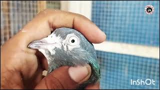 Apna Shouq Apne Kabootar Subscribirme And Like Share #Pigeon #Kabootar #kobtar