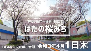 【桜並木】今日のはだの桜みち〜令和３年４月１日