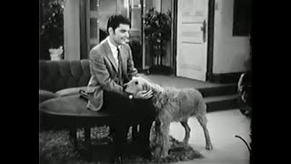 He \u0026 She (1967-1968) - Episode 23: Dog's Best Friend