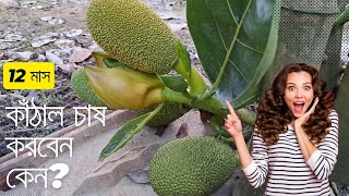 Jackfruit farming with modern process ||