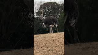 #shorts ダチョウの瞳ちゃん　千葉市動物公園