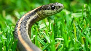 Awesome Garter Snake In The Wild | Garden Snake Slithering | Green \u0026 Brown Garter Snake Camouflage