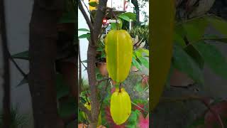 তারকা ফলের উদ্ভিদ (কামরাঙ্গা ফল) #ছোট