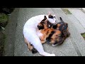 【母猫物語32】成長する子供、我慢の授乳 a story of mother cat episode 32 breastfeeding needs patience