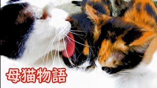 【母猫物語32】成長する子供、我慢の授乳  A Story of Mother Cat: Episode 32 - Breastfeeding needs patience