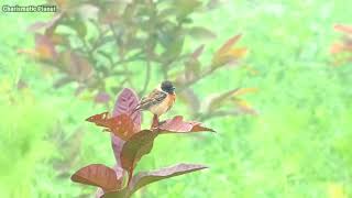 Siberian stonechat / Asian stonechat (Saxicola maurus) / oriental stonechat / common stonechat