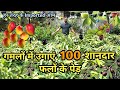 गमलों में उगाएं 100 शानदार फलों के पेड़ | 100 Best Fruit Plants to Grow in Pots | हर तरह Imported आम