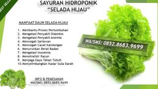 WA/SMS: 0852.8683.9699 |  JUAL SAYURAN HIDROPONIK DI GROGOL PETAMBURA DI JAKARTA BARAT DKI