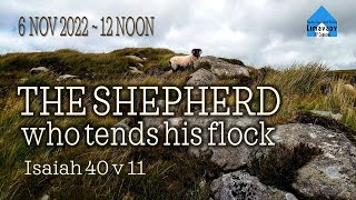 The Shepherd who tends his flock - Isaiah 40 v 11