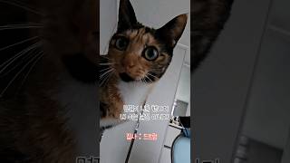 집사들이 부지런한 이유(강제)... #고양이 #동물농장 #길고양이 #길고양이구조 #다묘