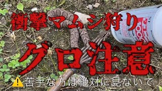 【閲覧注意】衝撃マムシ狩り　狩ってから食用にするまで