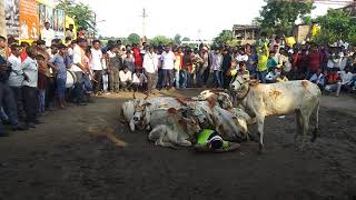 Diwali yatra Taroda