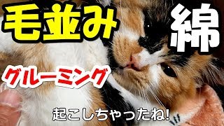 みかんの毛並みは綿のように柔らかい！and癒されるゆず兄の丁寧なグルーミング！