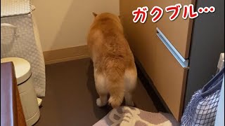 【音量注意】雷の音にパニックになる柴犬マコ