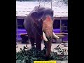 പൂരപ്പറമ്പിലെ കാഴ്ച്ചകൾ elephant kerala youtube story viral shorts guruvayur temple