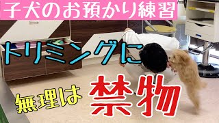 【子犬】トイプードルのコロちゃん［兵庫ペット医療センター 尼崎本院］Happy dog glooming