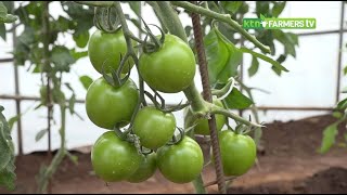 Versatile Tomato variety with good yield - KALRO