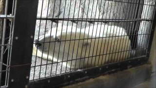 2012年7月15日　旭山動物園　ホッキョクグマ　ルルとピリカ