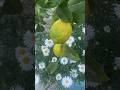 Lemon tree time lapse from flower to lemon