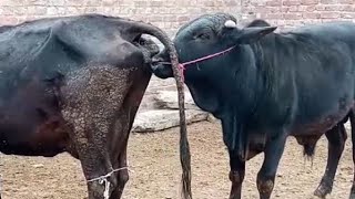 Fear Dangerous bull | Cow Crossing | master bull | cow meeting