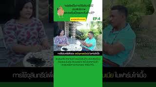 ep78.การใช้จุลินทรีย์เพื่อช่วยลดปัญหาแอมโมเนียในฟาร์มไก่เนื้อ ลดค่า FCR กำไร13+ เพ็ญศรีฟาร์มep4