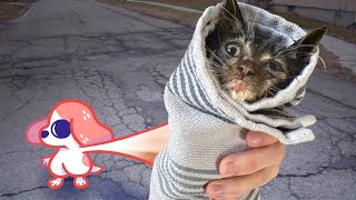 I Saved A Kitten...