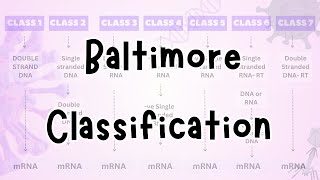 Baltimore classification of viruses | Virology LEC 3 | #viralclassification #virology #microbiology