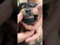 这个“坨门女将”可不一般 罗威纳护卫犬 rottweiler pets 一坨 罗威纳 萌宠 向威 funny