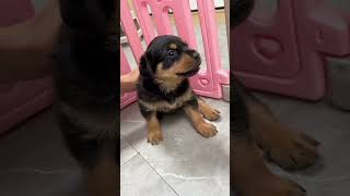 这个“坨门女将”可不一般 #罗威纳护卫犬 #rottweiler #pets #一坨 #罗威纳 #萌宠 #向威 #funny