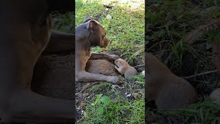 Prairie Dog Plays with Bigger Dog || ViralHog