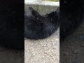 顔見て走って来た黒猫を撫でたら急にゴロンと転がって超嬉しそう！ shorts