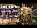 seed to Harvest Grow Guide : I Grew a Compact Photo period plant!