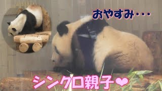 8/3【午前編】シャンシャン＆リーリーが同時就寝！お互い気配を感じた？上野動物園【パンダ生活チャンネル】