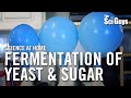 Fermentation of Yeast & Sugar - The Sci Guys: Science at Home Fermentation of Yeast & Sugar - The Sci Guys: Science at Home