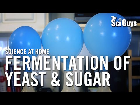Fermentation of Yeast & Sugar - The Sci Guys: Science at Home Fermentation of Yeast & Sugar - The Sci Guys: Science at Home