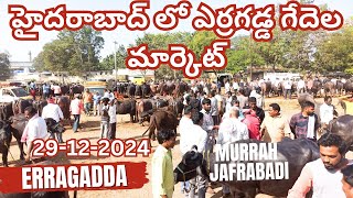 ఎర్రగడ్డ ఆదివారం సూడి గేదెల మార్కెట్ || Erragadda Buffalo Market @manakyparavindrareddyvlogs