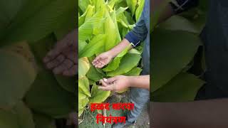 हळद करपा नियंत्रण, हळद लागवड,Leaf blight Turmeric, करपा नियंत्रण उपाय