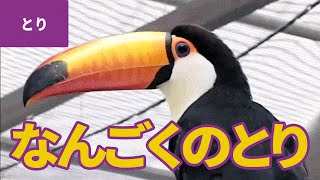 鳥のなかま（4）南国の鳥：オニオオハシ／クリハシオオハシ