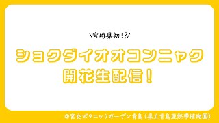 ショクダイオオコンニャク開花生配信