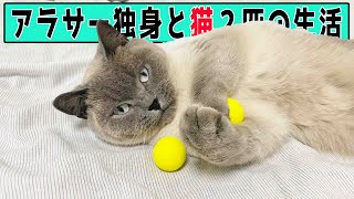 猫【最近ブームのボール遊び】cat playing with ball